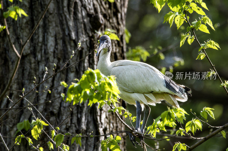 白色朱鹭(Threskiornis moluccus)